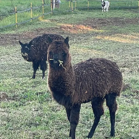 Pod1 * Domfront-en-Champagne