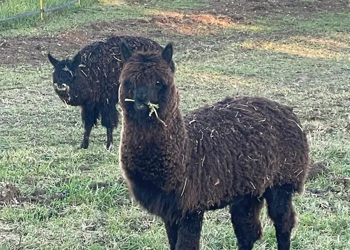 Pod1 * Domfront-en-Champagne